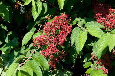 Viburnum plicatum
