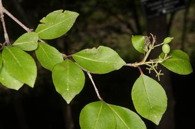 Viburnum prunifolium
