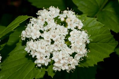 Viburnum rafines