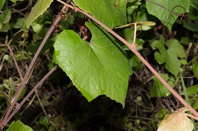 Vitis cinerea