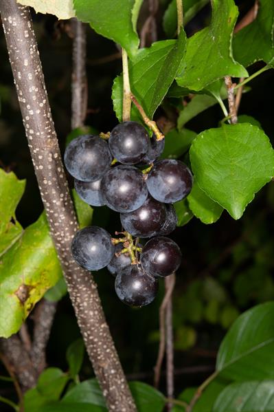 Vitis labrusca