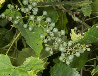 Vitis riparia