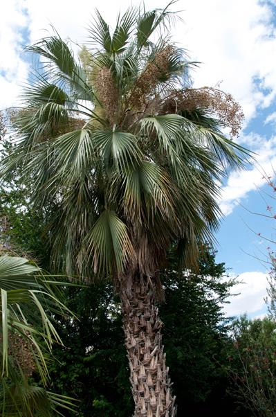 Washingtonia robusta