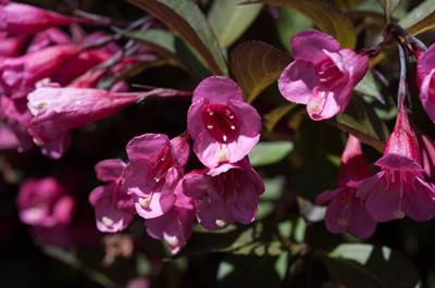 Weigela Alexandra