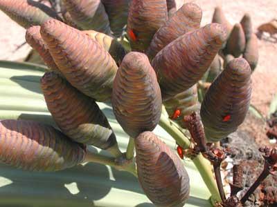 Welwitschia mirabili