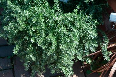  Westringia fruticos
