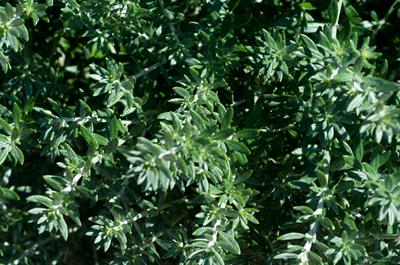 Westringia fruticosa