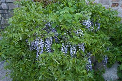 Wisteria frutescens