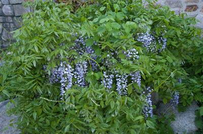 Wisteria frutescens