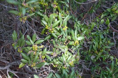 Xylococcus bicolor