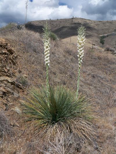 Yucca