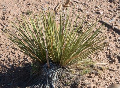 Yucca angustissima