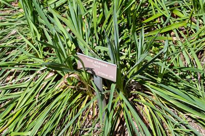 Yucca arkansana