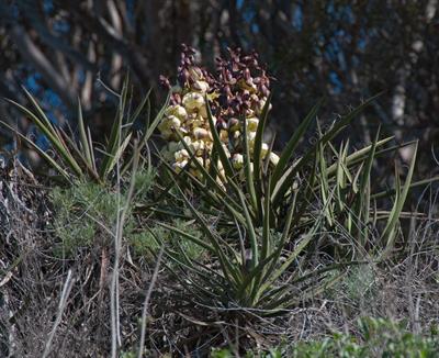 Yucca baccata