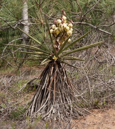 Yucca schidigera