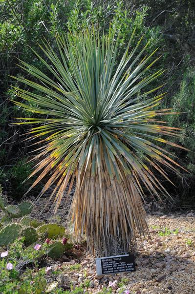 Thompson's yucca