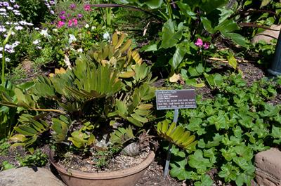 Zamia furfuracea