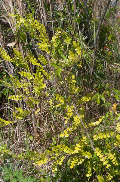 Zanthoxylum fagara