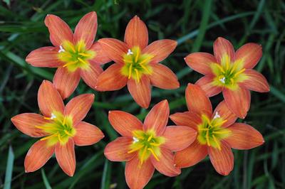 Zephyranthes