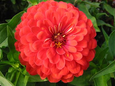 Zinnia