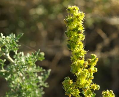 ambrosia dumosa - آمبروزیا بیابانی