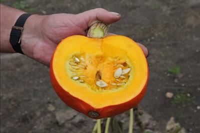 Cucurbita maxima