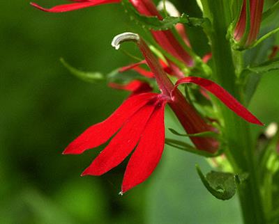 Lobelia cardinalis