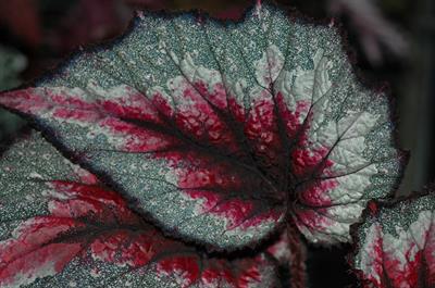 Begonia rex