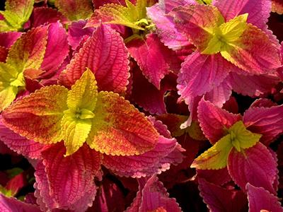 coleus