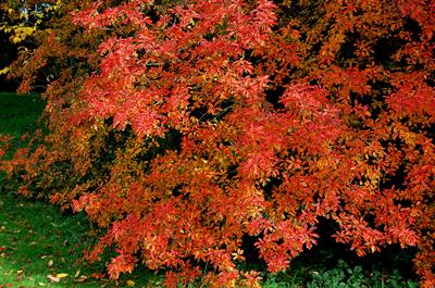 Enkianthus