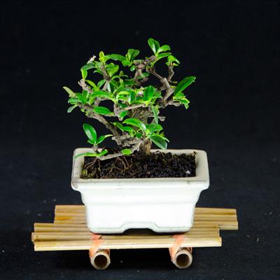 Carmona microphylla