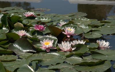 Nymphaea alba