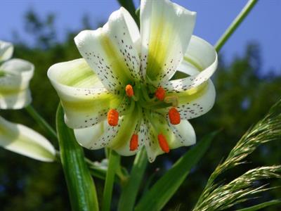 Lilium ledebourii - گل سوسن چلچراغی