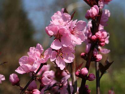 Prunus