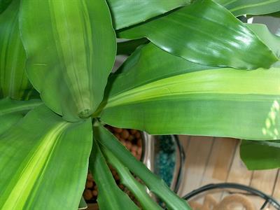 Dracaena massangeana