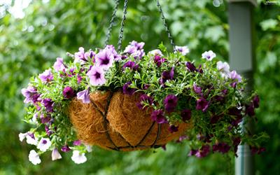 Petunia