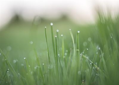 grass