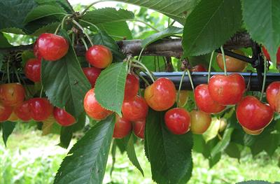 Prunus cerasus