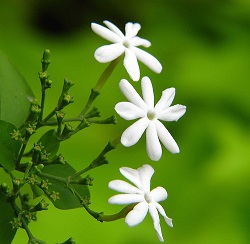یاسمین سراج پور