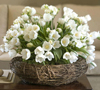 زهره علی عسگری