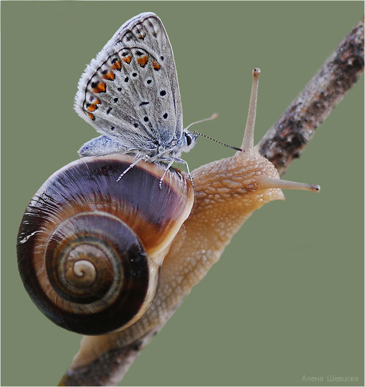 اسکار هاشمی