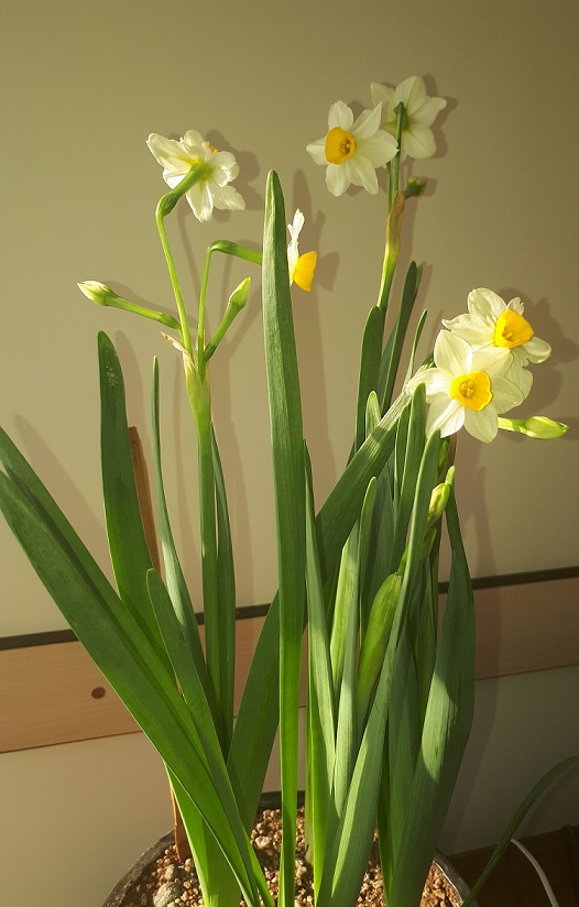 توحید آگاه