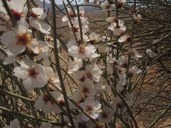 مرجان رنجبر