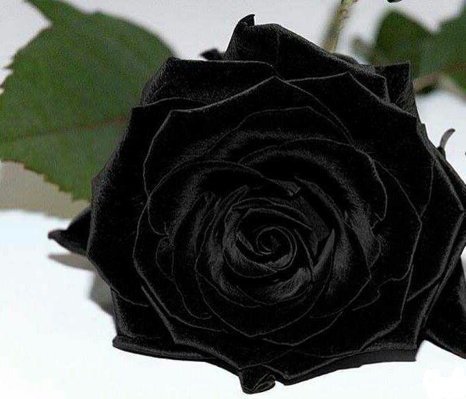 چکامه 13040