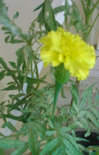 فرنوش دهقان
