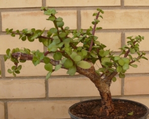 مجید سپهری
