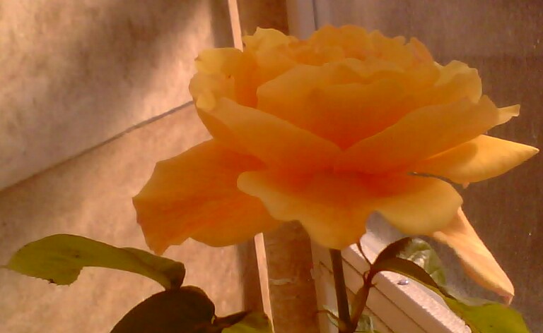 سارا خدا