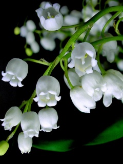 نفیسه Majidi