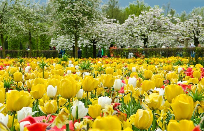 ملیحه حیدریان