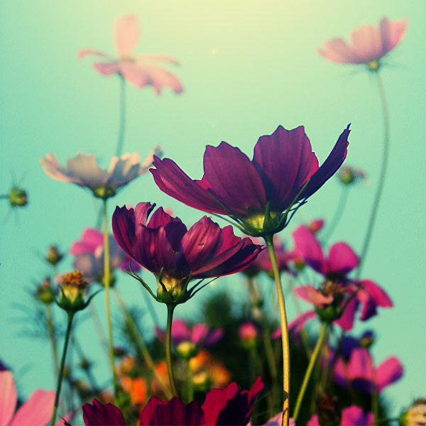 نگین سردسته